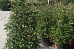photinia 